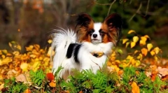 Papillon (zdjęcie): pies motyl z niesamowitym charakterem